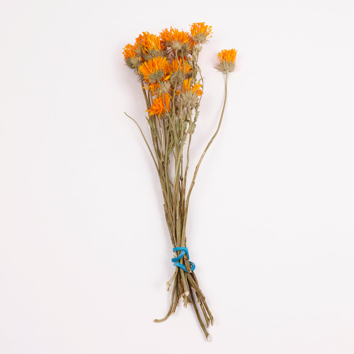Calendula (Marigold), British, 18-30cm, Bunch x 15