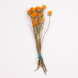 Calendula (Marigold), British, 18-30cm, Bunch x 15