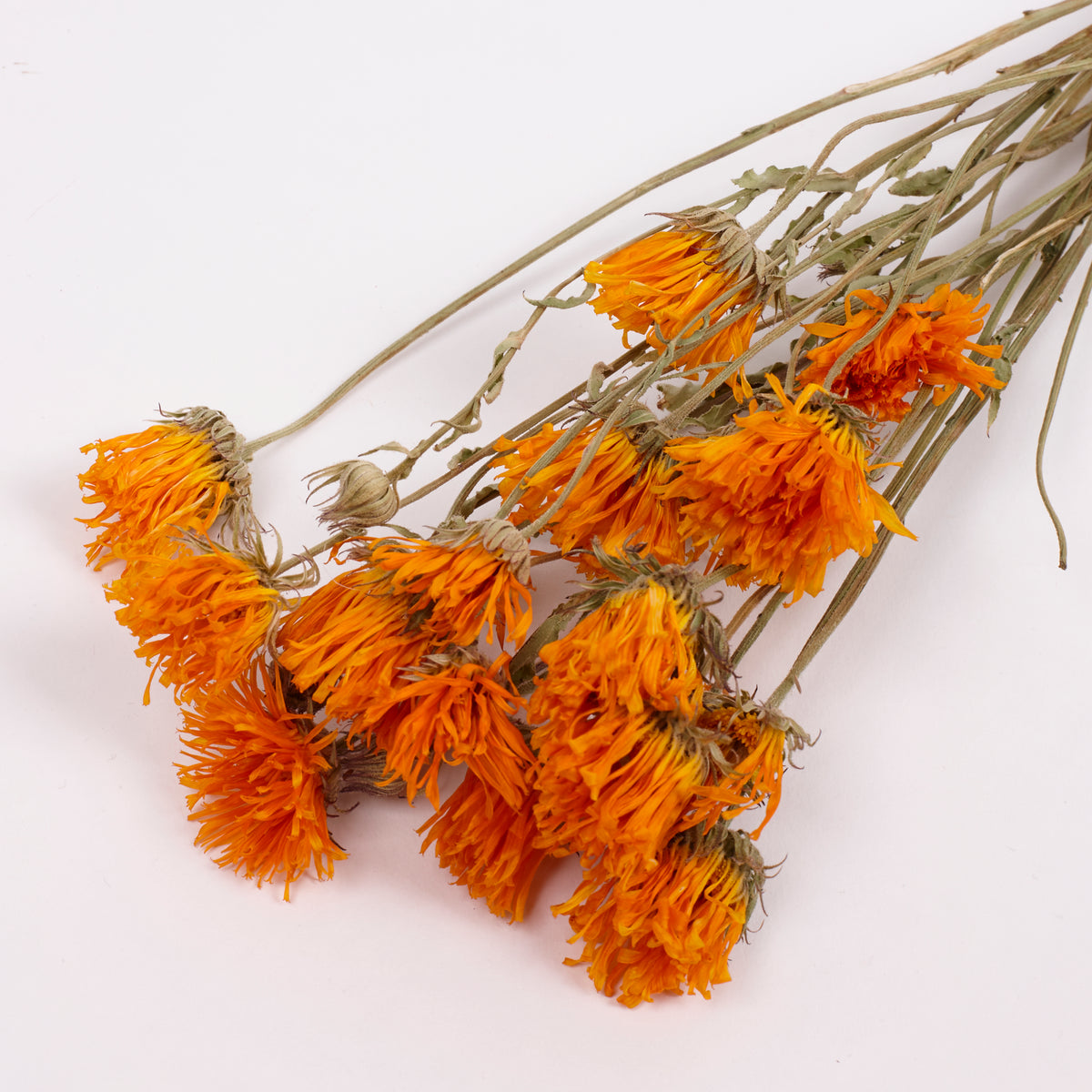 Calendula (Marigold), British, 18-30cm, Bunch x 15