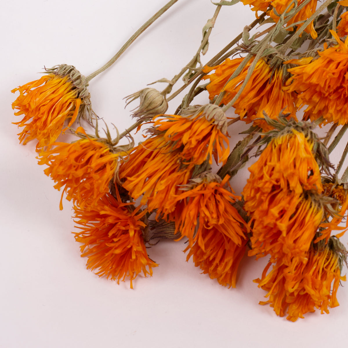 Calendula (Marigold), British, 18-30cm, Bunch x 15