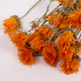 Calendula (Marigold), British, 18-30cm, Bunch x 15