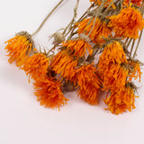 Calendula (Marigold), British, 18-30cm, Bunch x 15
