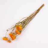 Calendula (Marigold), British, 30-40cm, Bunch x 10