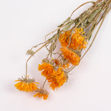 Calendula (Marigold), British, 30-40cm, Bunch x 10