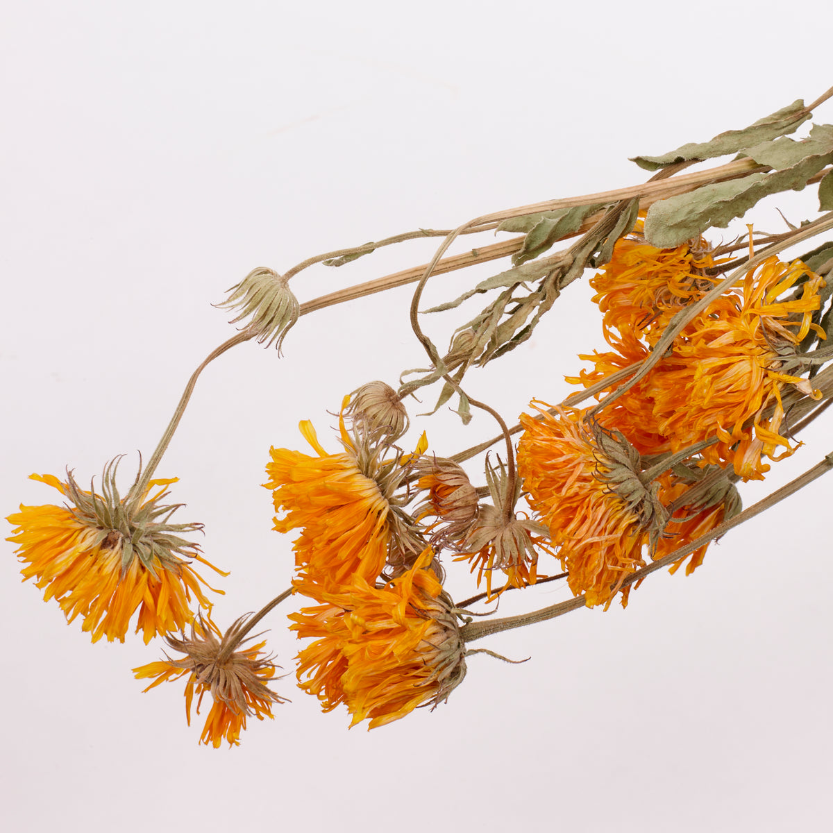 Calendula (Marigold), British, 30-40cm, Bunch x 10