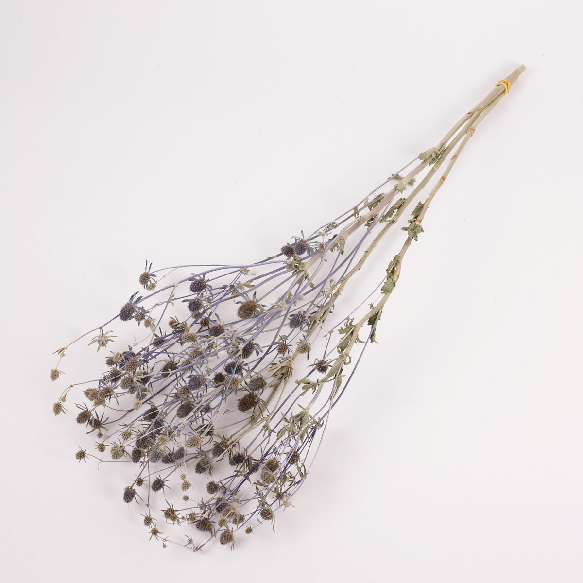Eryngium, British, Organic, Natural Blue, Bunch