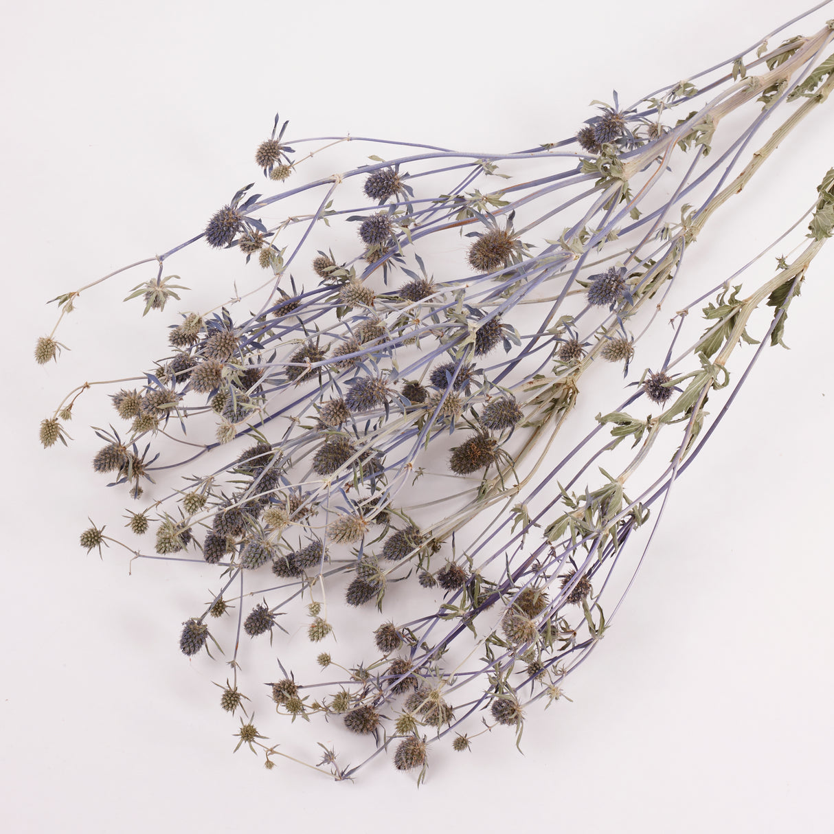 Eryngium, British, Organic, Natural Blue, Bunch