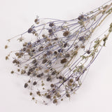 Eryngium, British, Organic, Natural Blue, Bunch