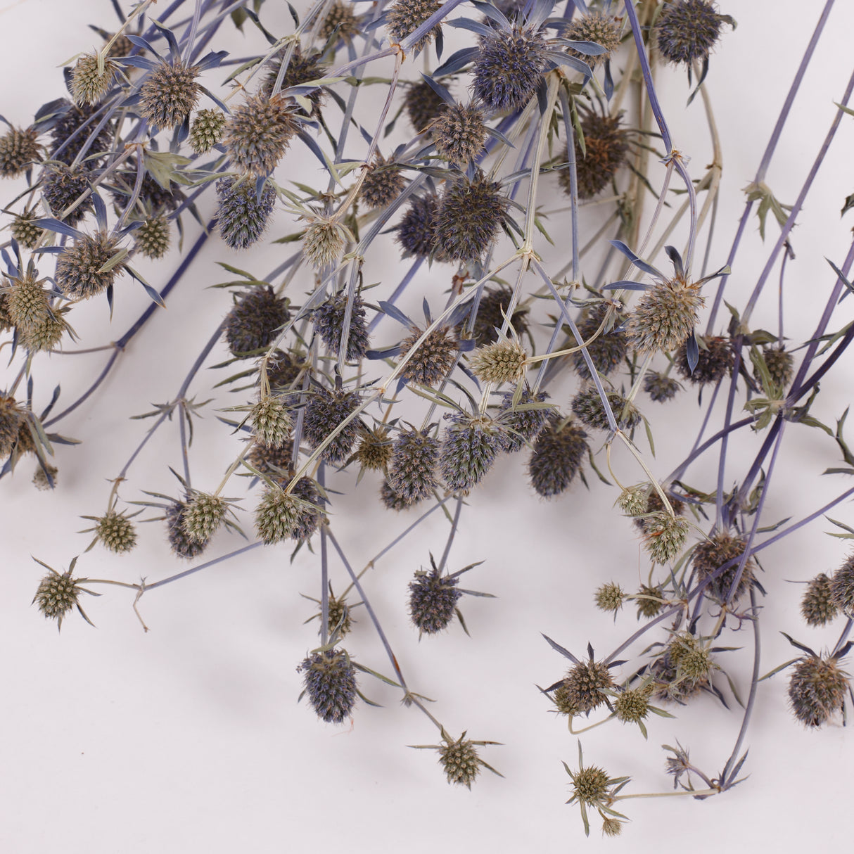 Eryngium, British, Organic, Natural Blue, Bunch