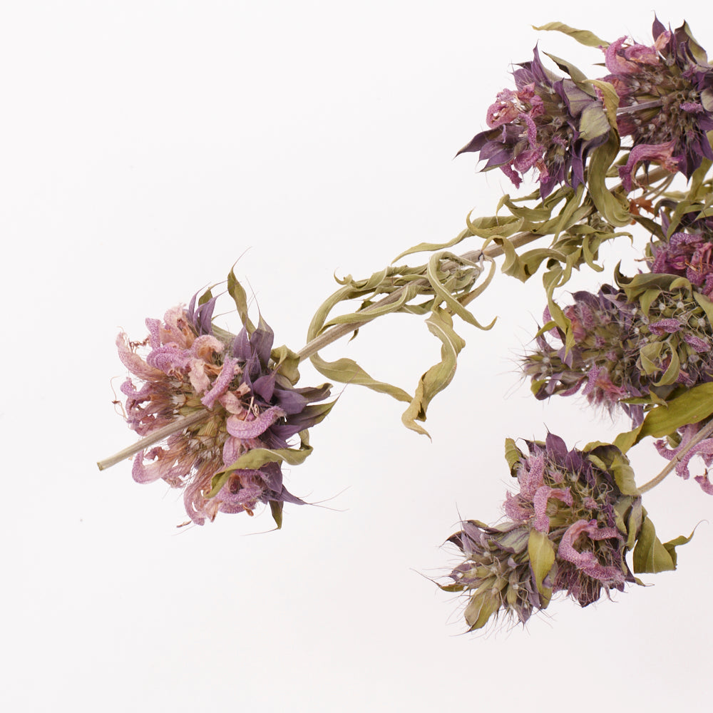 Monarda (Bee Balm), British, 30-50cm, Bunch x 5