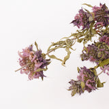 Monarda (Bee Balm), British, 30-50cm, Bunch x 5