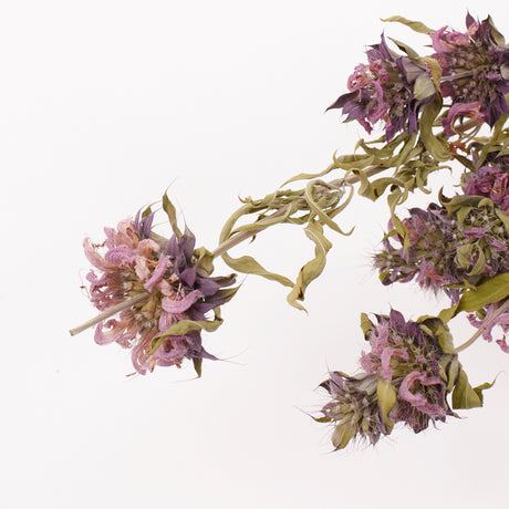 Monarda (Bee Balm), British, 30-50cm, Bunch x 5