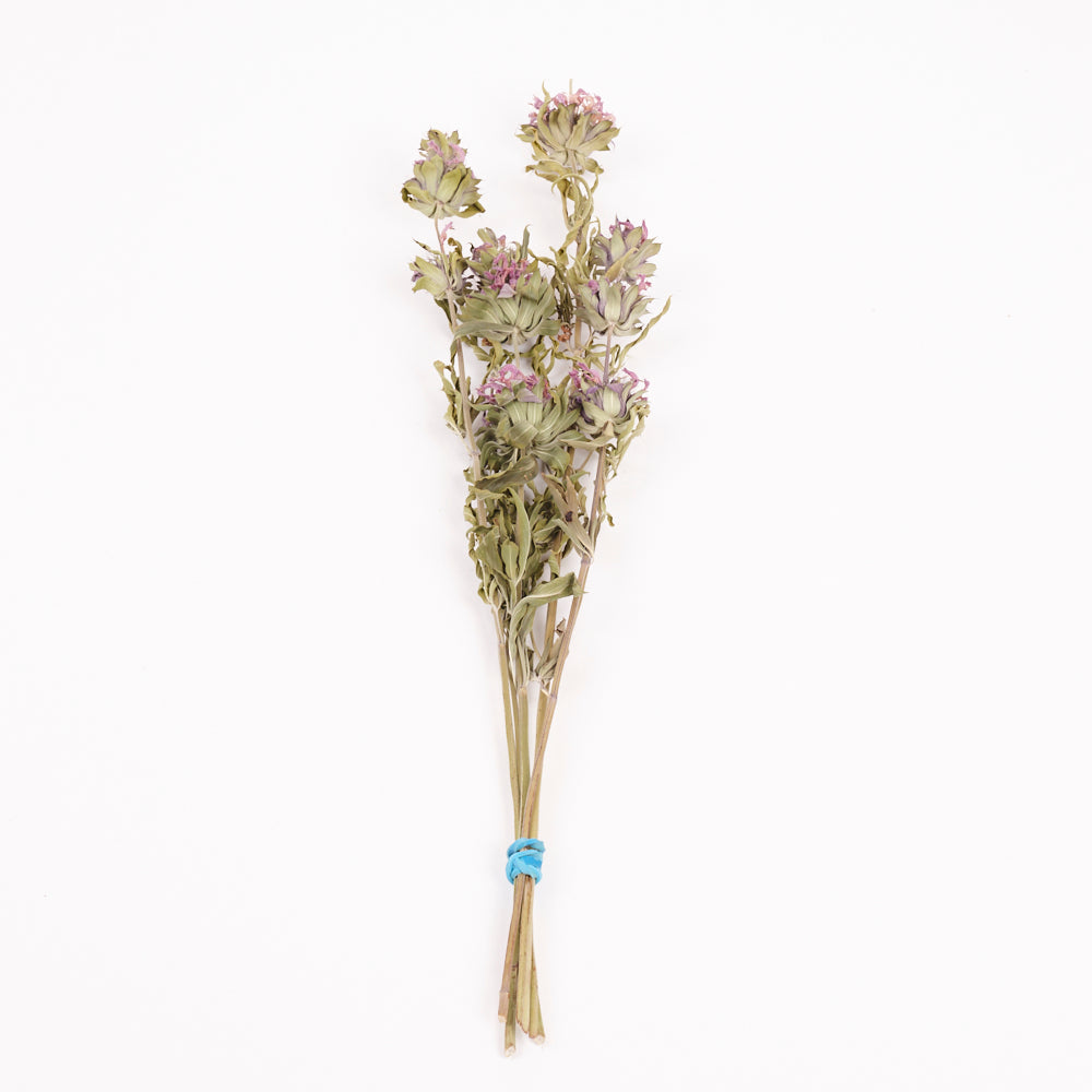 Monarda (Bee Balm), British, 30-50cm, Bunch x 5