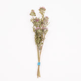 Monarda (Bee Balm), British, 30-50cm, Bunch x 5