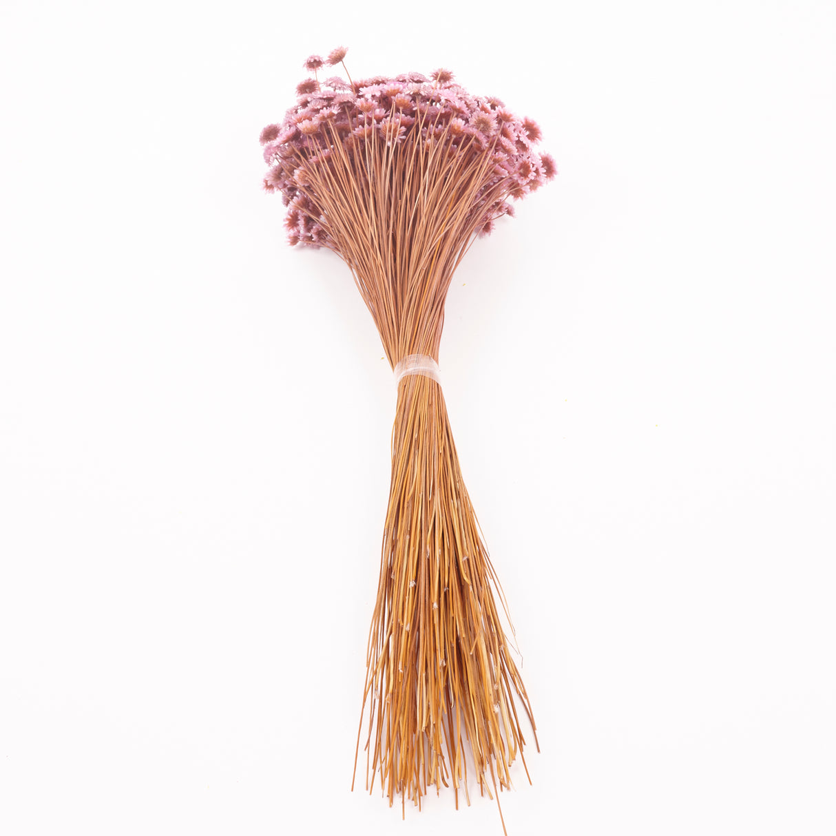 Glixia marqueritte, Dried, Lavender, 50g Bunch