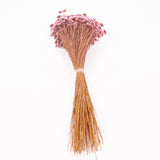 Glixia marqueritte, Dried, Lavender, 50g Bunch