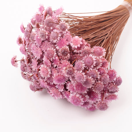 Glixia marqueritte, Dried, Lavender, 50g Bunch
