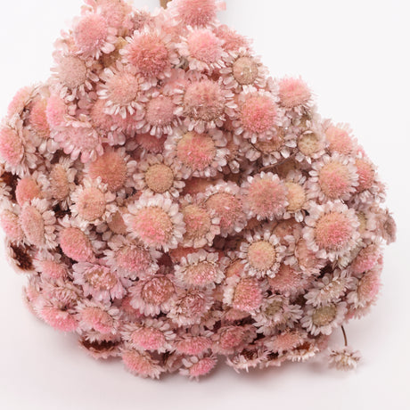 Glixia marqueritte, Dried, Light Pink, 50g Bunch