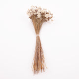Glixia marqueritte, Dried, Natural White, 50g Bunch