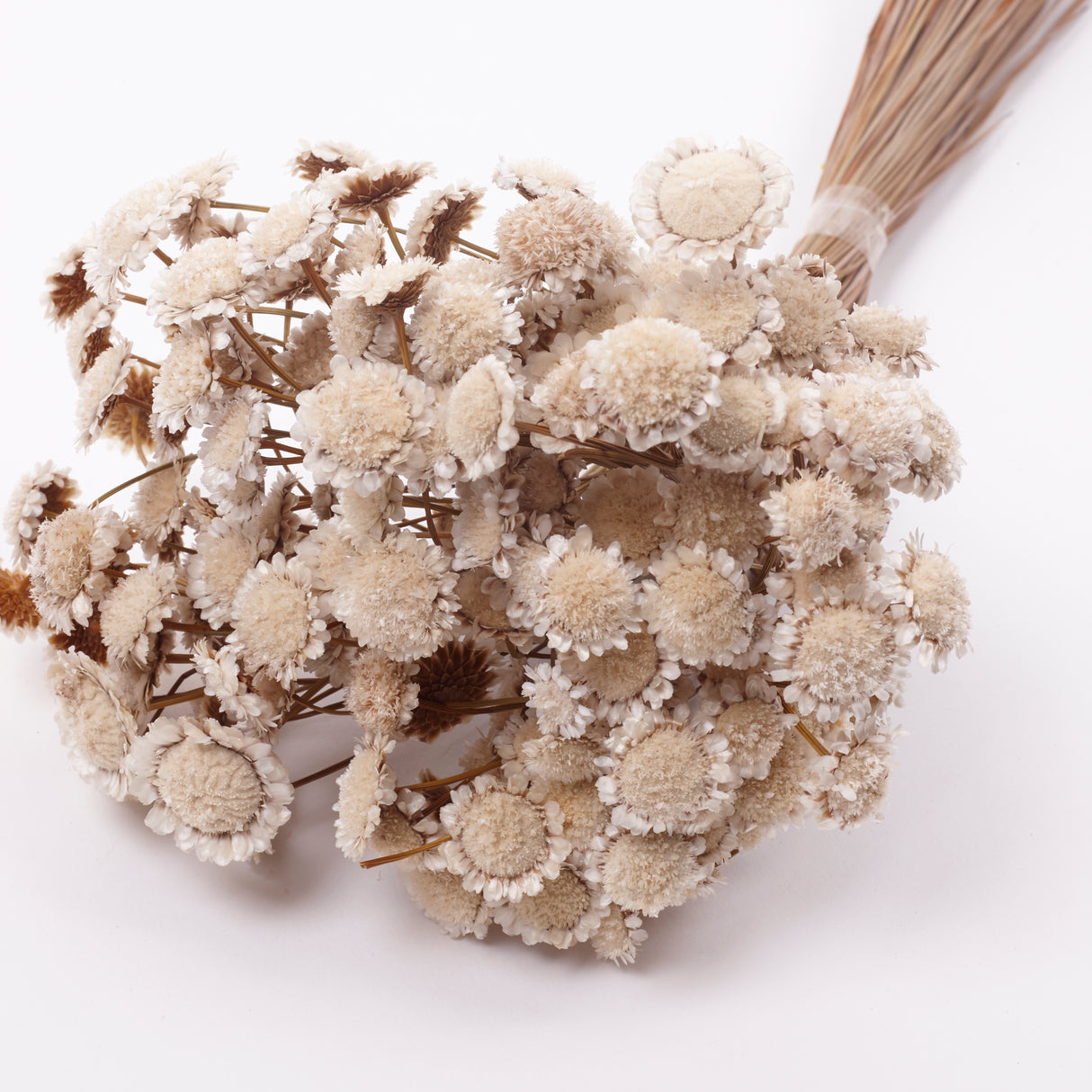 Glixia marqueritte, Dried, Natural White, 50g Bunch