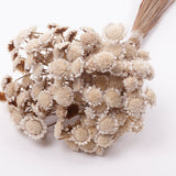 Glixia marqueritte, Dried, Natural White, 50g Bunch