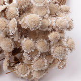 Glixia marqueritte, Dried, Natural White, 50g Bunch