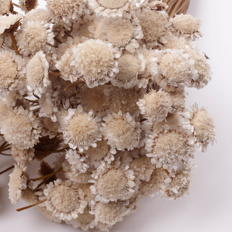 Glixia marqueritte, Dried, Natural White, 50g Bunch