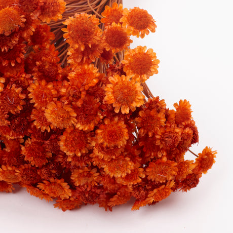 Glixia marqueritte, Dried, Orange, 50g Bunch