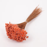 Glixia marqueritte, Dried, Peach, 50g Bunch