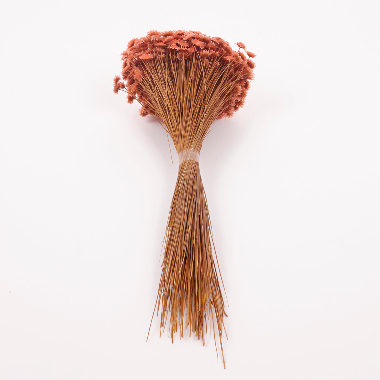 Glixia marqueritte, Dried, Peach, 50g Bunch