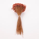 Glixia marqueritte, Dried, Peach, 50g Bunch