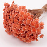 Glixia marqueritte, Dried, Peach, 50g Bunch