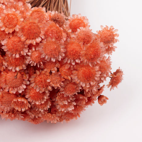 Glixia marqueritte, Dried, Peach, 50g Bunch