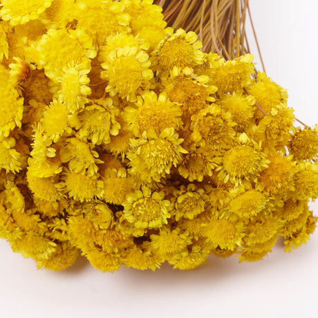 Glixia marqueritte, Dried, Yellow, 50g Bunch