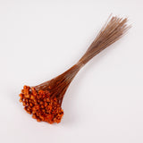 Glixia Giant, Dried, Orange, 50g Bunch
