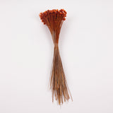 Glixia Giant, Dried, Orange, 50g Bunch