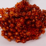 Glixia Giant, Dried, Orange, 50g Bunch