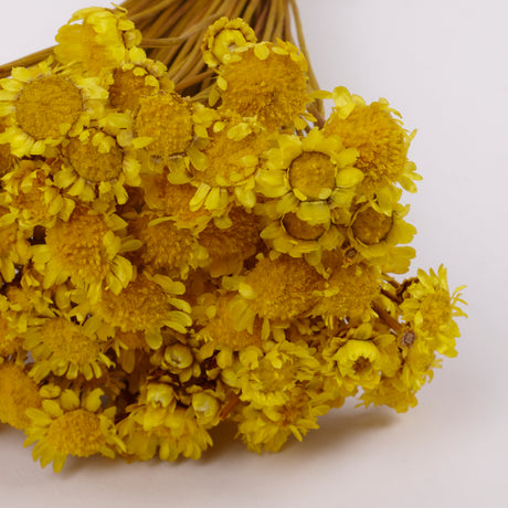 Glixia Giant, Dried, Yellow, 50g Bunch