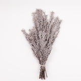 Pubescens, Preserved, Silver/White, Bunch