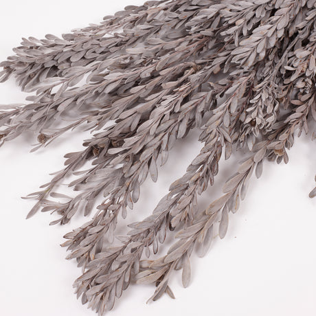 Pubescens, Preserved, Silver/White, Bunch