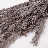 Pubescens, Preserved, Silver/White, Bunch