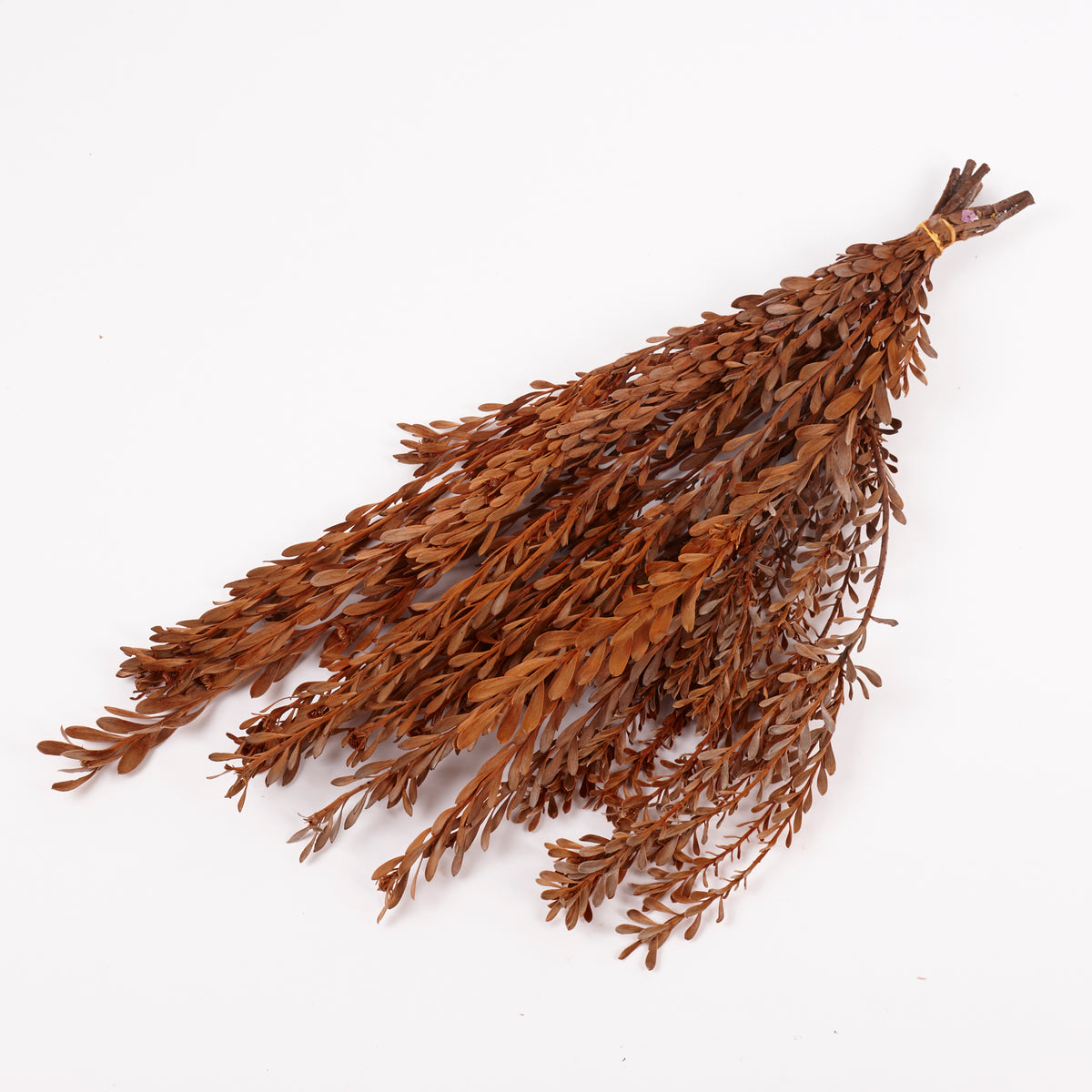 Pubescens, Preserved, Terracotta, Bunch
