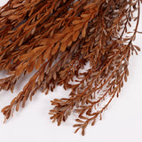 Pubescens, Preserved, Terracotta, Bunch