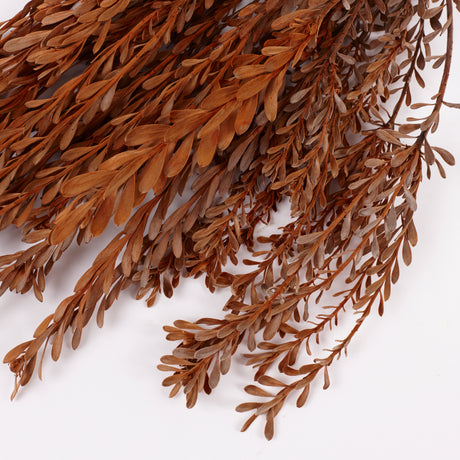 Pubescens, Preserved, Terracotta, Bunch