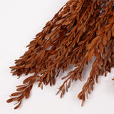 Pubescens, Preserved, Terracotta, Bunch