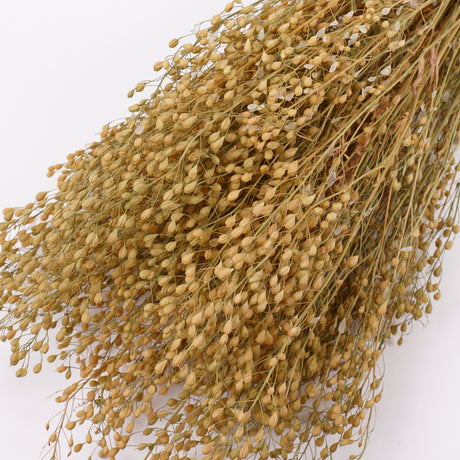 Lepidium Atraxa, Dried, Natural, Bunch