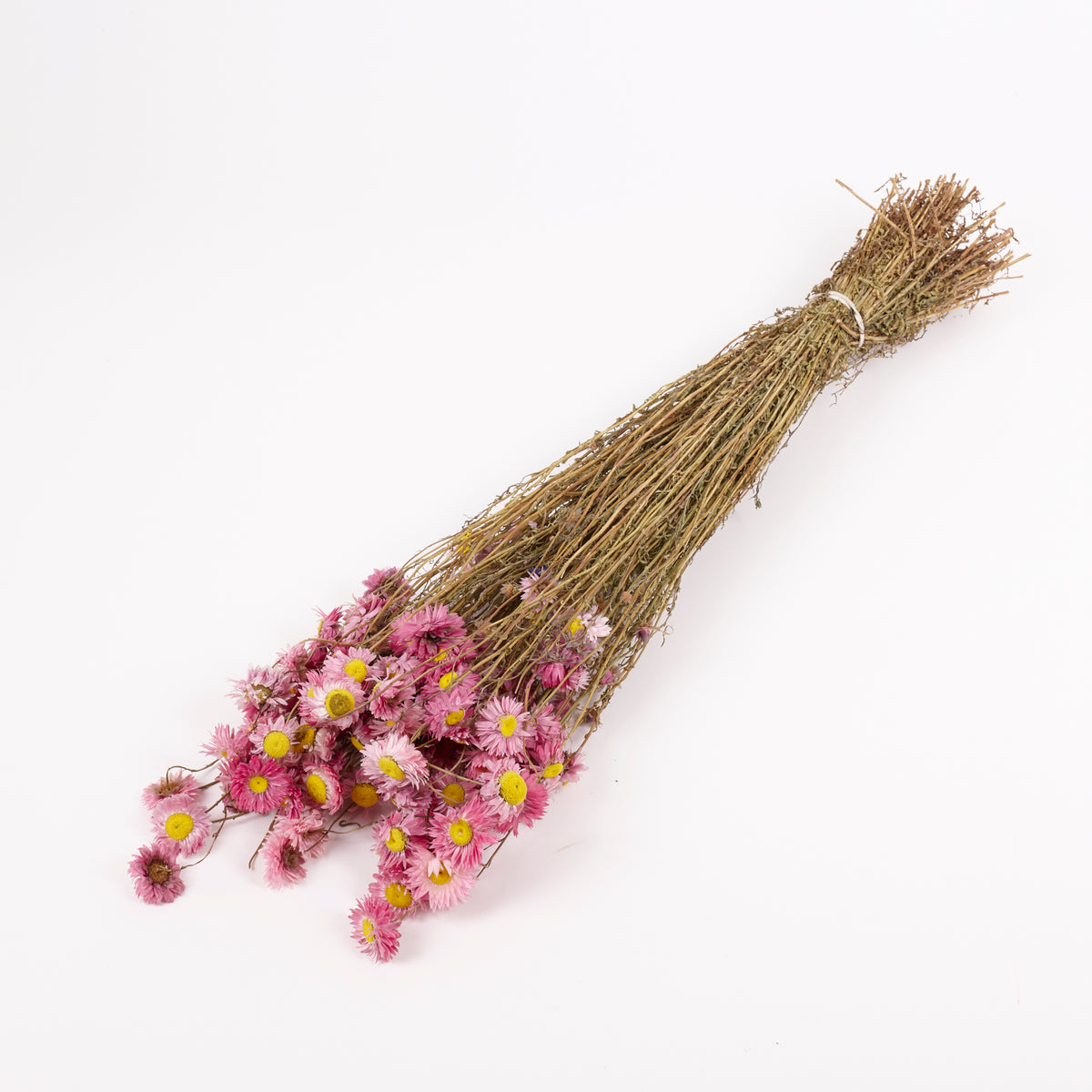Acroclinium, Dried, Natural Pink, Bunch
