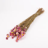 Acroclinium, Dried, Natural Pink, Bunch