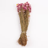 Acroclinium, Dried, Natural Pink, Bunch