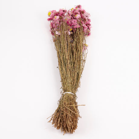 Acroclinium, Dried, Natural Pink, Bunch